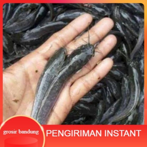 Bibit lele ukuran 10  -  11 cm per 500 ekor di bandung GROSIR BANDUNG