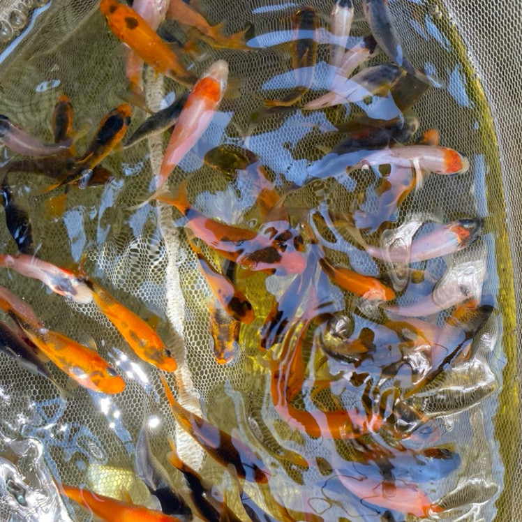 pakan/bibit ikan koi showa sanke kohaku blitar 5-10 cm