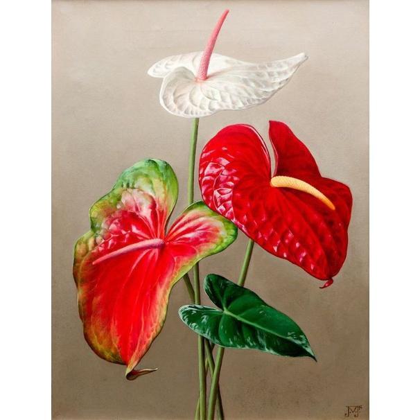 PROMO PAKET 3 Tanaman Hias Anthurium Mickey Mouse bunga besar / anturium bunga - BUNGA ANTHURIUM - B