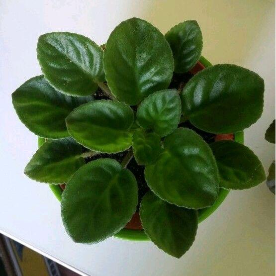 tanaman hias african violet's - violces - bunga violces