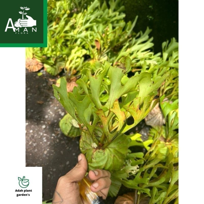 # (BISA COD) KADAKA PLATYCERIUM RIDLEYI SIZE BABY