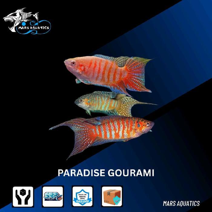 IKAN HIAS PARADISE GOURAMI SEPAT PARADISE CUPANG PARADISE IKAN SEPAT