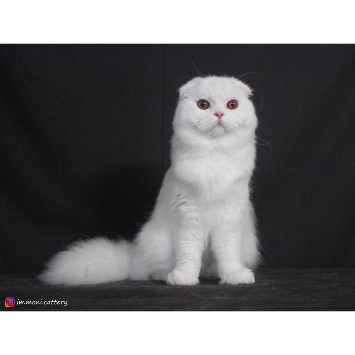 Kucing Scottish Fold Longhair White Solid Betina - Nicka (Invoice)
