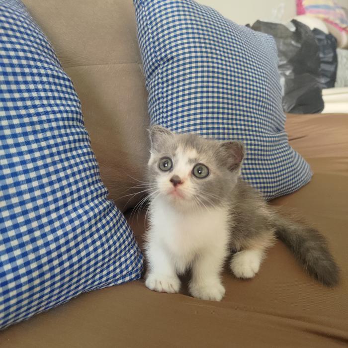 Kitten Munchkin Gaelic Scottish fold