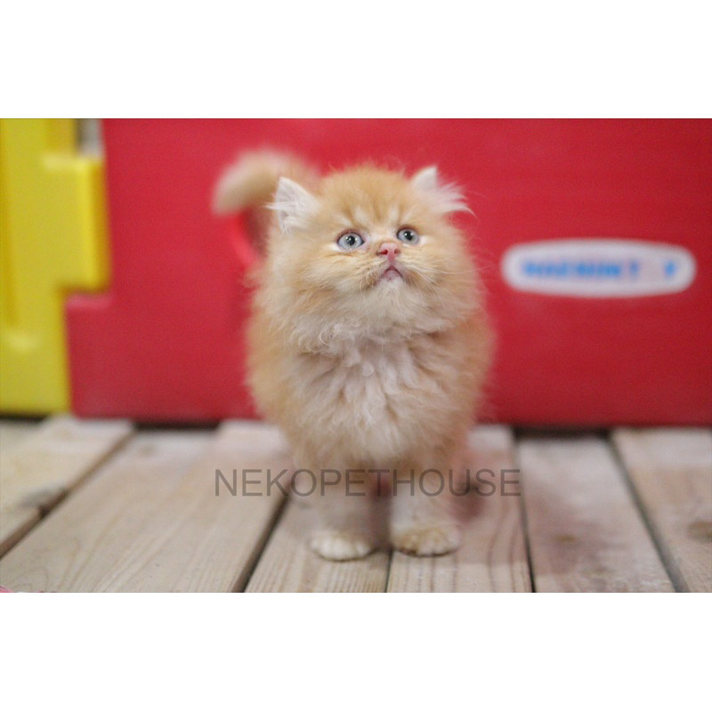 Persia Longhair Kitten Anak Kucing Oren Gemas