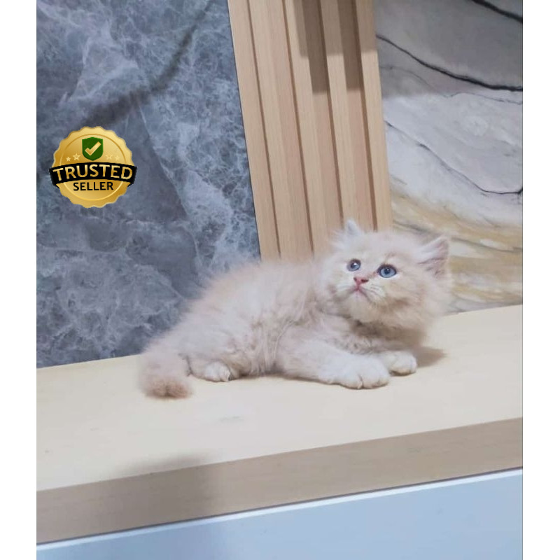 kucing persia muchkin cream