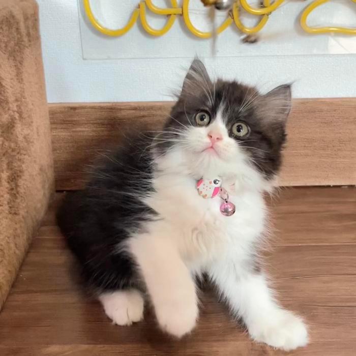 Kucing persia kitten lucu umur 2-3 bulan