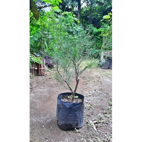 Tanaman Hias Bibit Cemara Udang (Casuarina equisetifolia) - Bibit Cemara Bahan Bonsai - Peneduh Hala