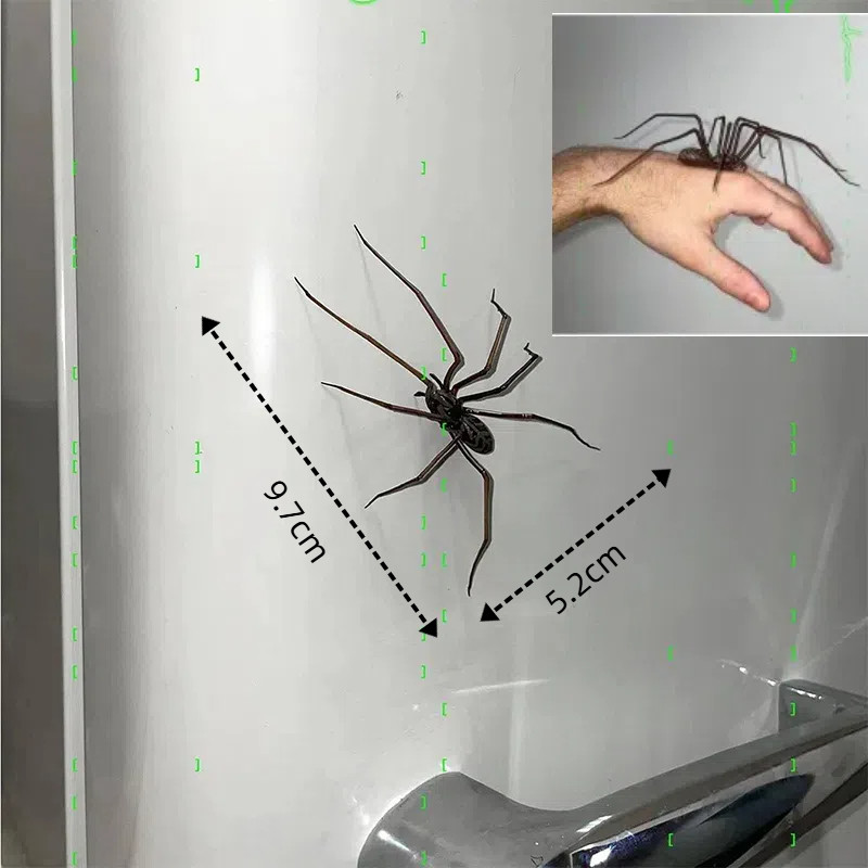 Spider Fridge Magnets Decor for Refrigerators Fun Novelty Magnetic Fridge Accessories Spider Magnet 