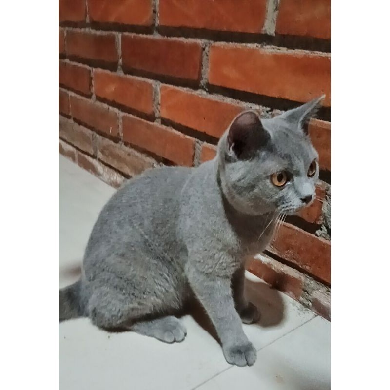 kucing bsh british shorthair