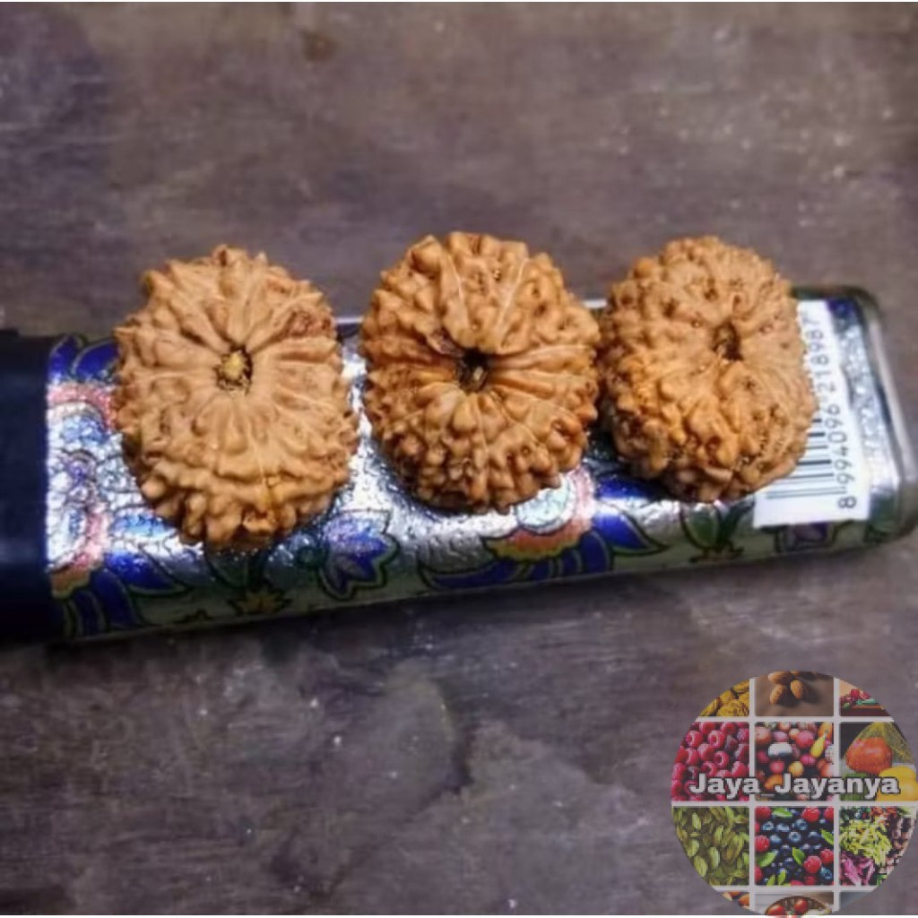 Rudraksha Mukhi 14 Garis 14 Jenitri Jaya_Jayanya