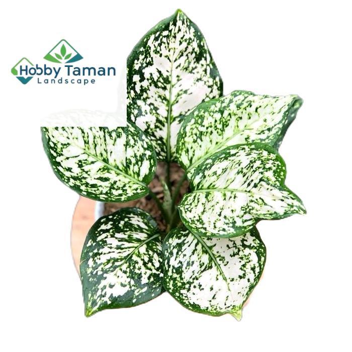 aglonema dud white - tanamanhias aglonema dud white - tanaman aglonema dud white Putih