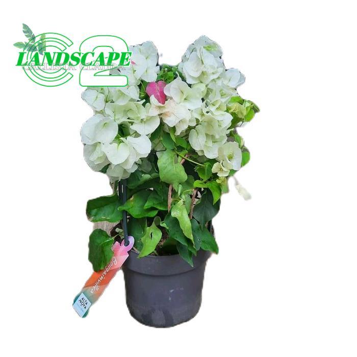 tanamanhias bunga bugenvil - bunga kertas bugenvil - tanaman bunga bugenvil