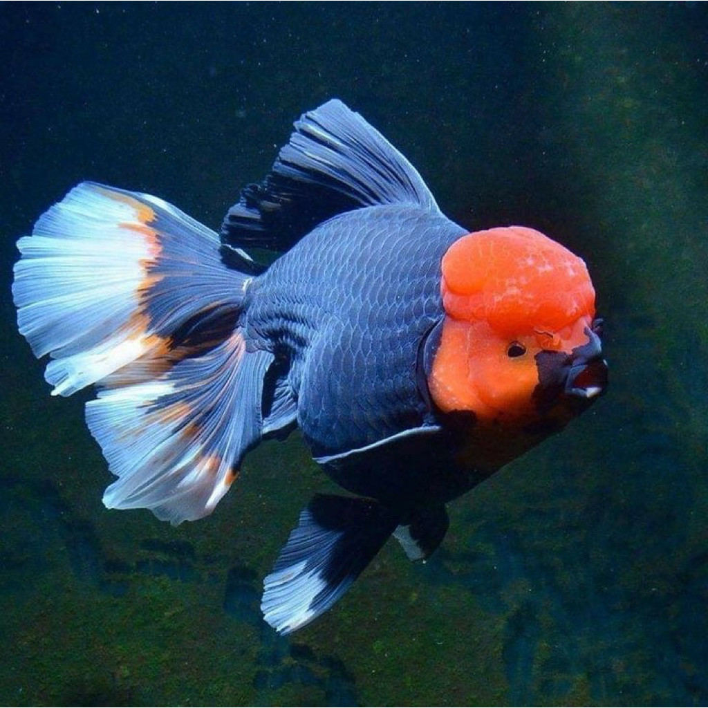 Koki Panda Tancho Grade A UKURAN 9-11 CM