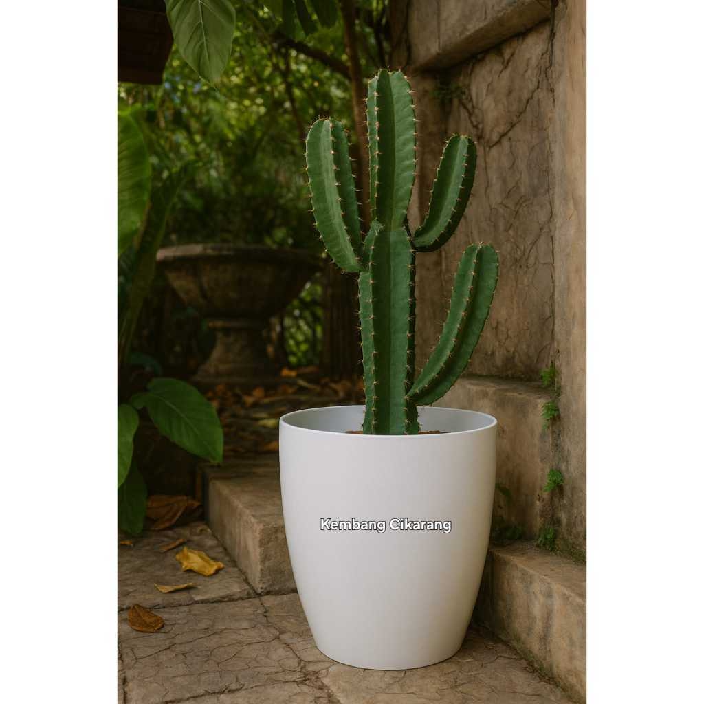 (1pc) POT PLASTIK MODEL KERAMIK 50 (40cm) / RODA 50 (40cm) : pot bunga tinggi besar cantik tebal mir