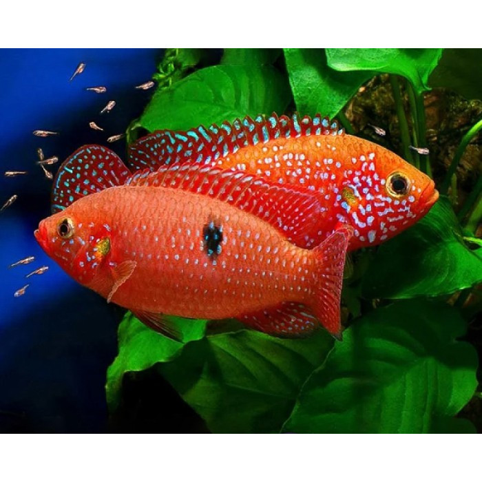 Red Jewel Cichild Indukkan / Ikan Hias Air Tawar / Ikan Hias Aquascape