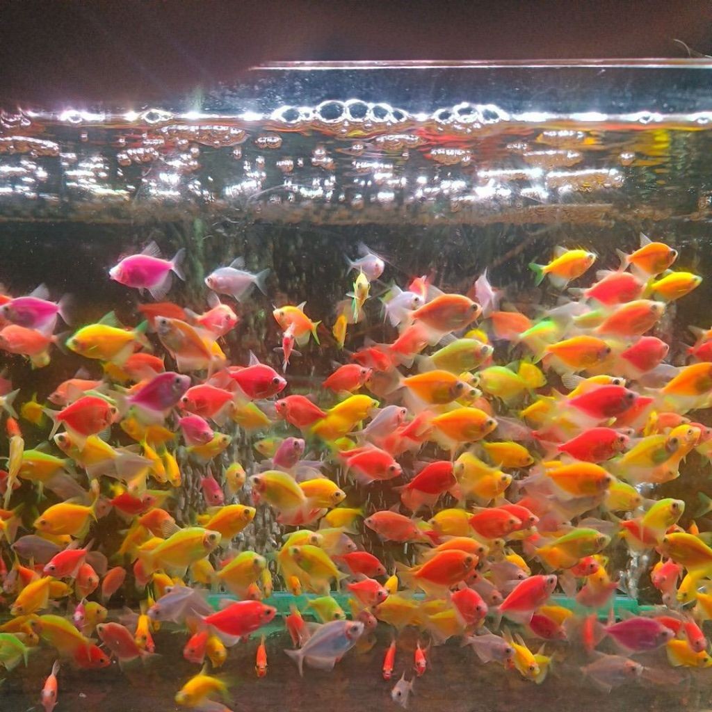 Hiasan Aquarium ISI 10 Glofish Ikan Hias Berkualitas
