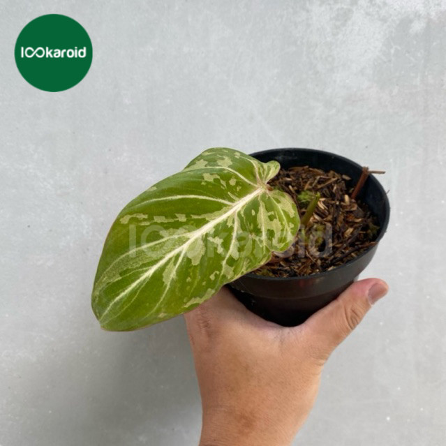 Tanaman Hias Philodendron Gloriosum Snow Leopard / Philo Gloriosum Leopard Varigata