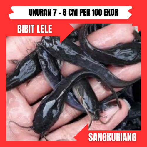 Bibit / benih ikan lele Sangkuriang 7 - 8 cm per 100 Ekor