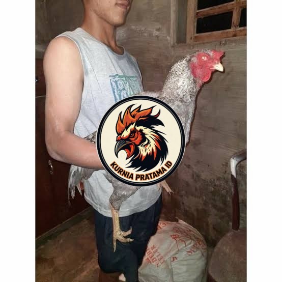 Telur ayam gorila / gorilla jumbo siap ditetaskan KURNIA PRATAMA ID