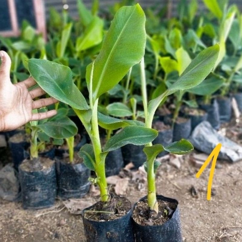 bibit pisang ambon kuning