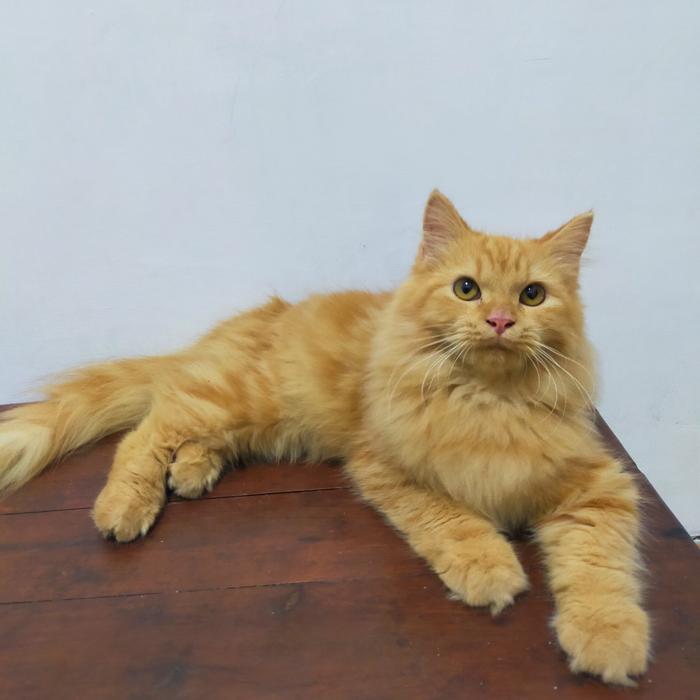 kucing Persia maincone bigbone oren