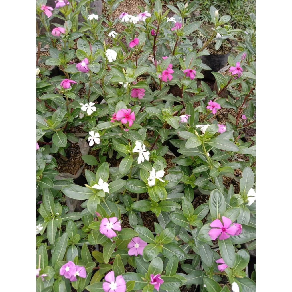 TANAMAN TERAS HIJAU Bibit Bunga Tapak Dara Pink Putih Mix | Vinca Tahan Panas Rajin Berbunga | Tanam