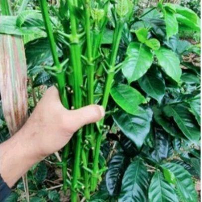 Bibit Kopi Arsyad /Etres Stek Muda Unruk Penyambungan Pohon Kopi 15 pcs panjang  26 -45 cm