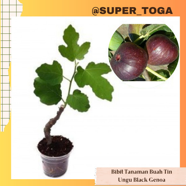 Ara atau Tin Black Genoa bibit buah tin hitam tanaman tin pohon buah tin hitam black genoa bibit bua