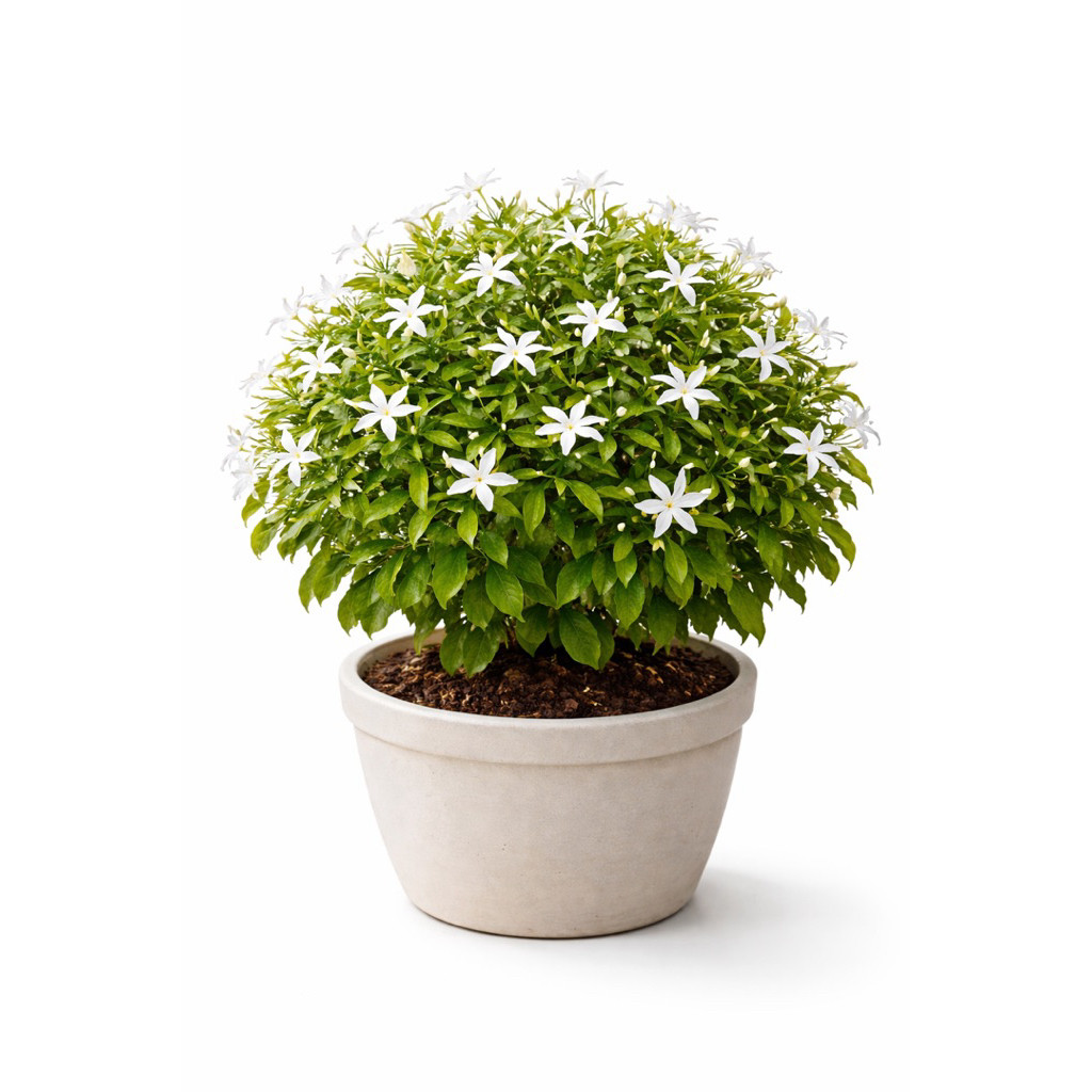 Tanaman Hias Melati Putih Rombusa Tanaman Hias Melati Rombusa Putih Sarbena Putih Rimbun Termurah