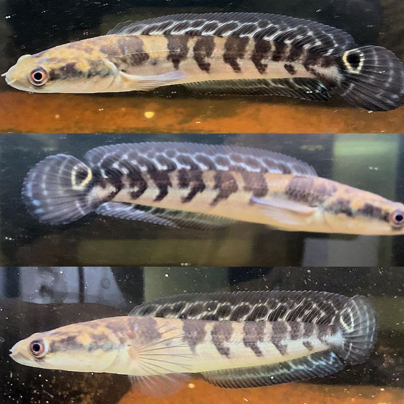 (Seafood) Baby Maru Channa Ys 3-5 Gen Batik Hiasan Aquarium