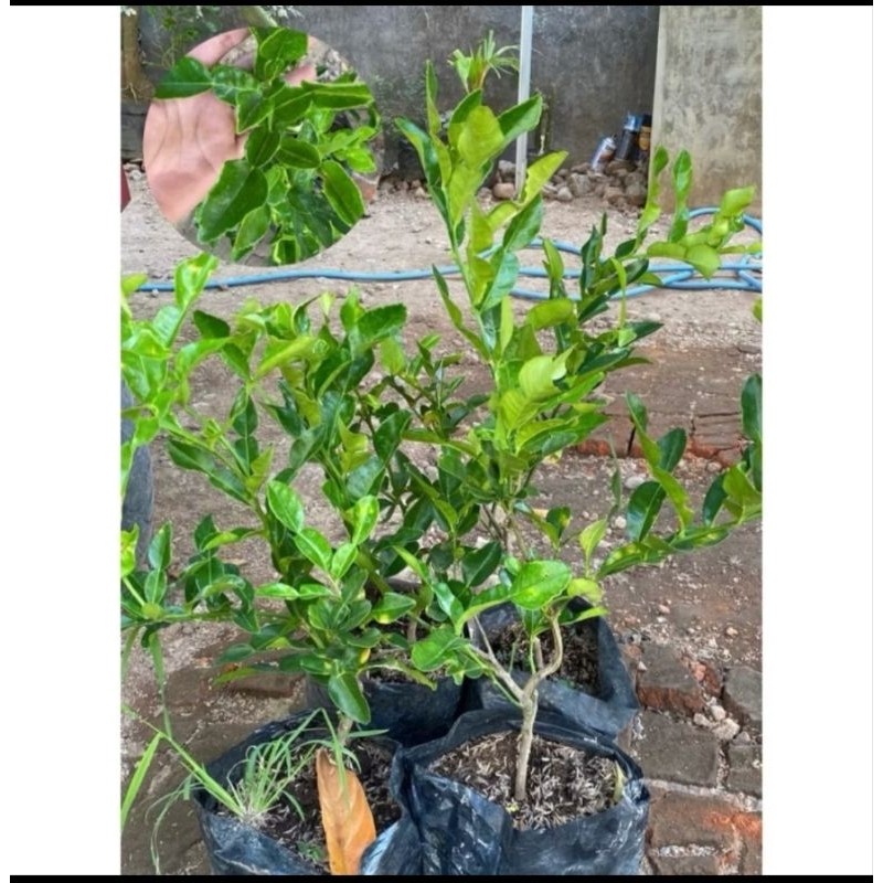 Bibit Jeruk Purut Rimbun Tinggi Buah