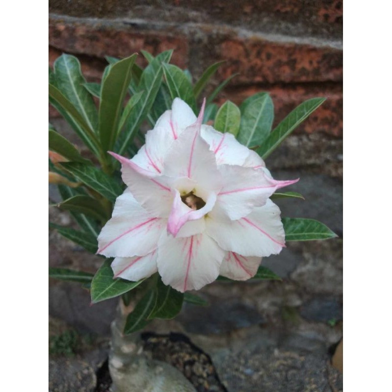 INDO BENIH - Bibit Adenium.Bunga Tumpuk LOTUS EVIJA Grafting Benih Import Teratai otus Biji
