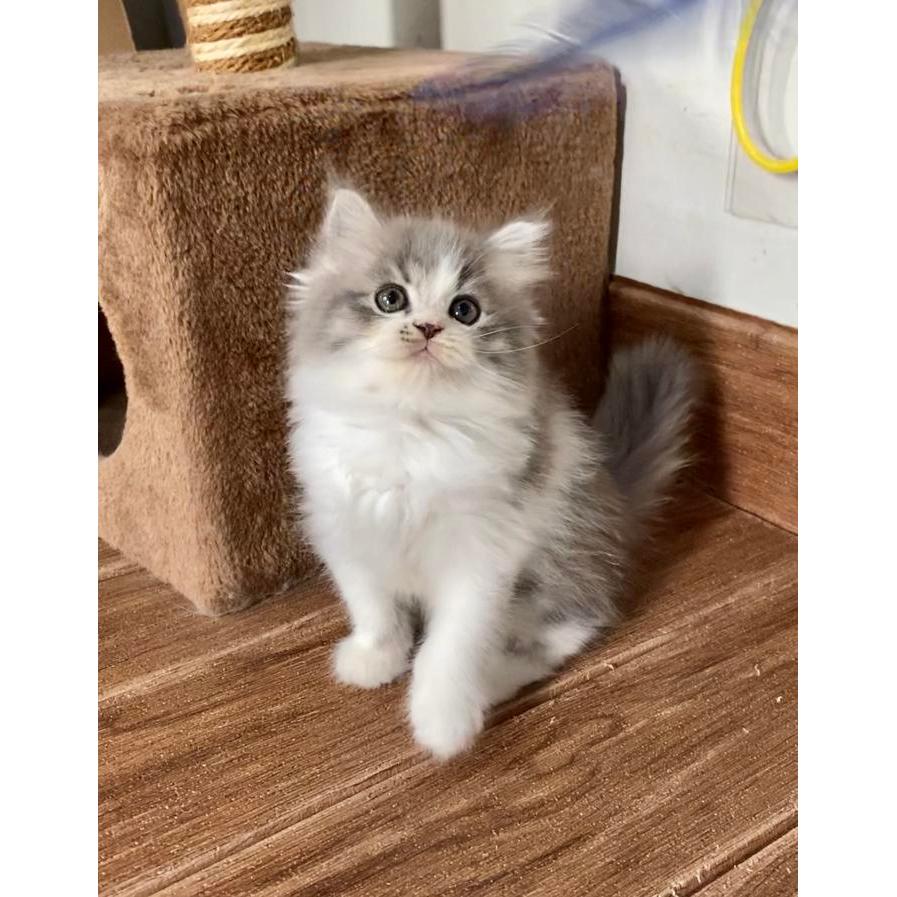 kitten kucing persia flatnose gembul lucu
