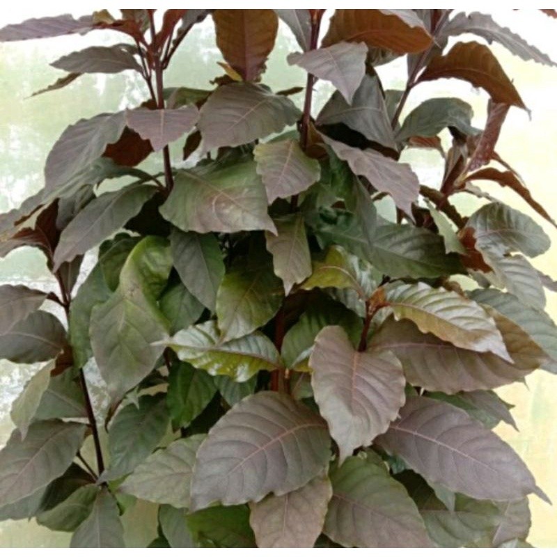 Daun Ungu Obat Ambeien Wasir 400 LEMBAR Berat 1 Kg / Daun Wungu Segar / Daun ungu segar /handeuleum 