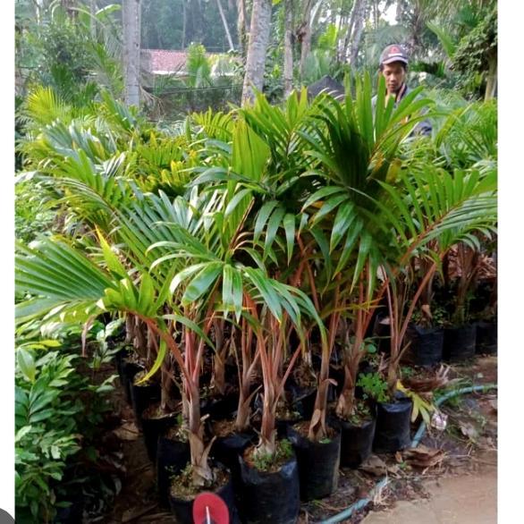 Tanaman palem botol tinggi 1meter