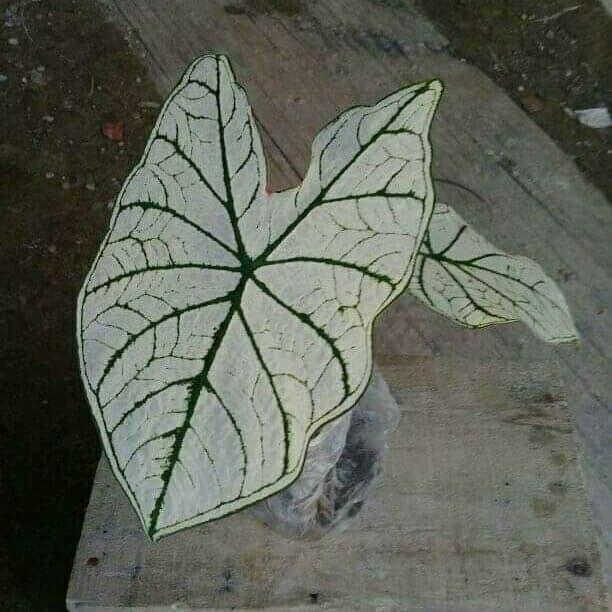 Bibit talas hias/keladi putih