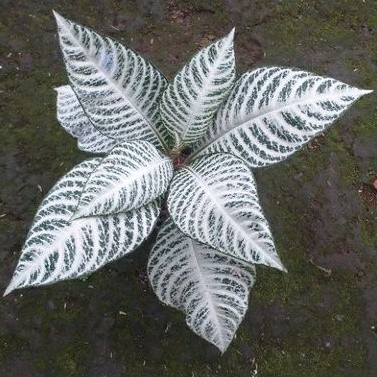 Tanaman Hias Daun Zebra Aphelandra Squarrosa (Tanaman Indor)