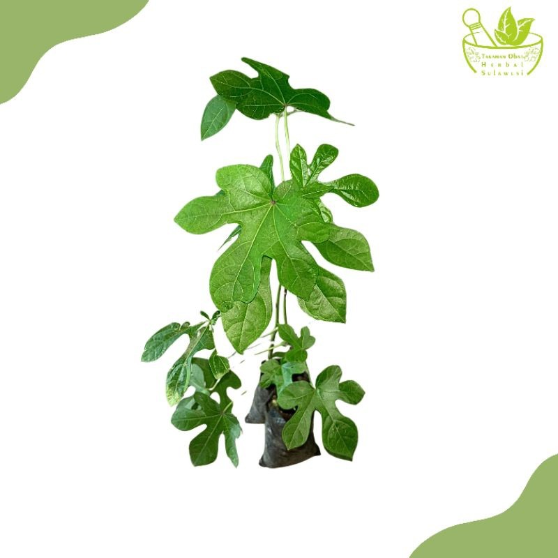 Tanaman Herbal Daun Gedi Serat Merah/Bibit Pohon Daun Gedi Serat Merah/Mustajab/Kalingsir