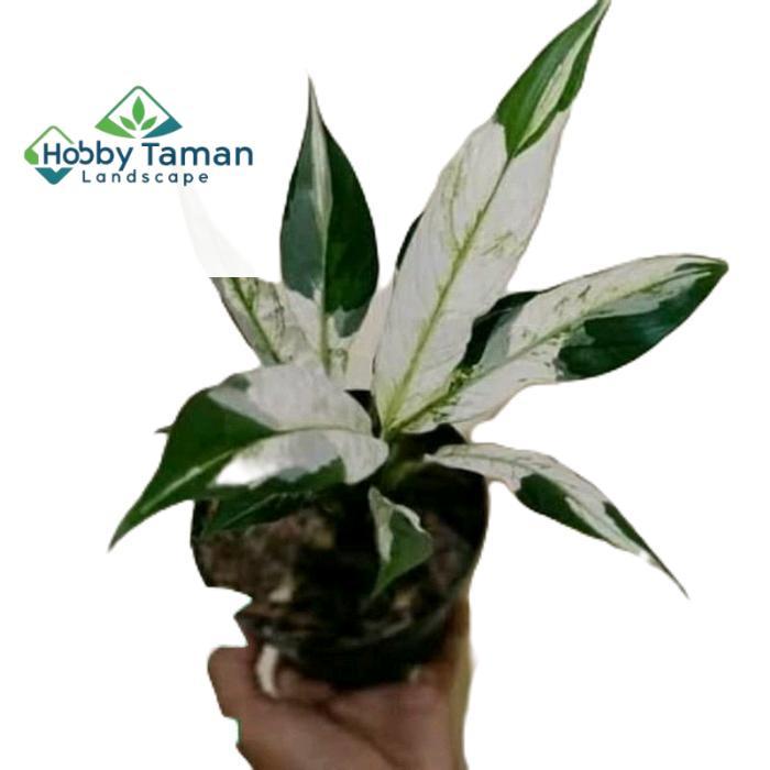 tanamanhias sepatu filum varigata - tanaman peach lily varigata Putih