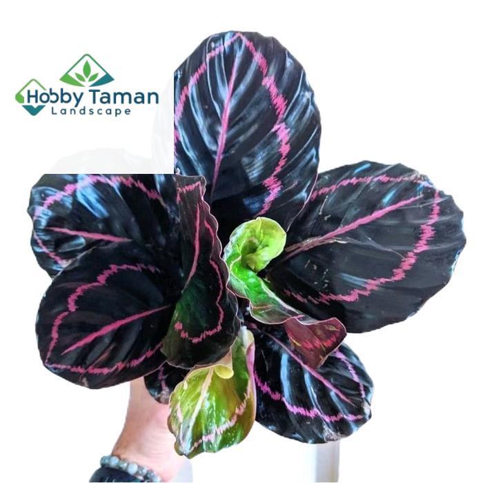 calathea black lipstik - tanamanhias calathea black lipstik - tanaman calathea Daun