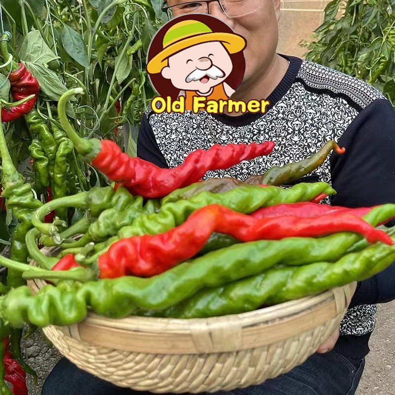 Fresh Screw Pepper benih (High Germination,50pcs) F1 Organic Screw Pepper Plant Seeds Super Hot Chil