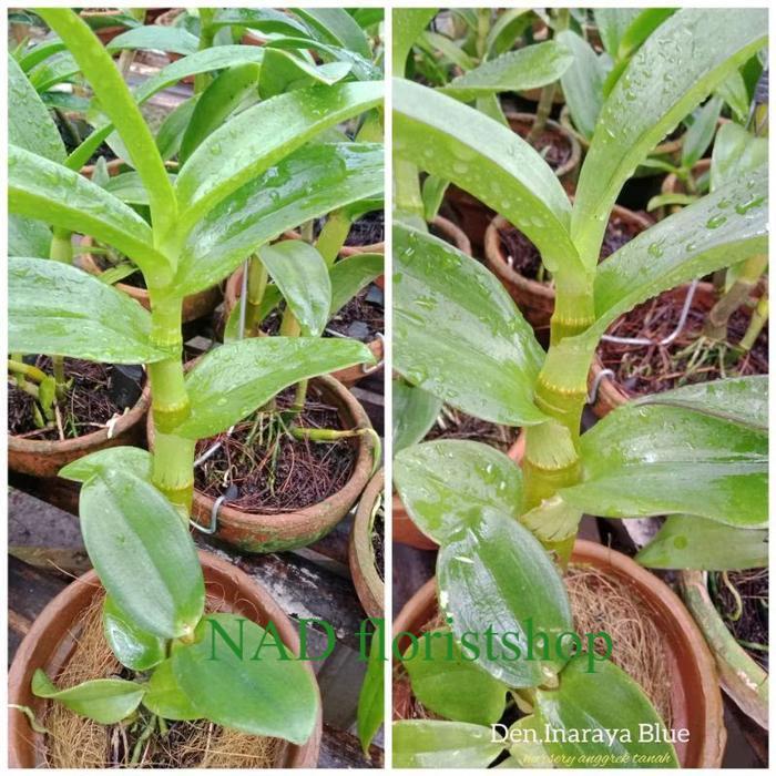 anggrek Dendrobium  inaraya blue  menjelang dewasa