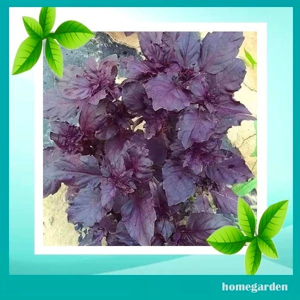 100 Benih Kemangi Ungu Bibit Unggul Benih Basil Bibit Purple Basil