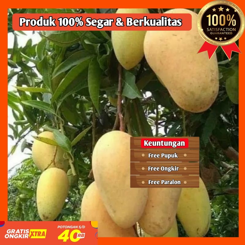 BIBIT / POHON MANGGA CHOKANAN CEPAT BERBUAH SIAP TANAM