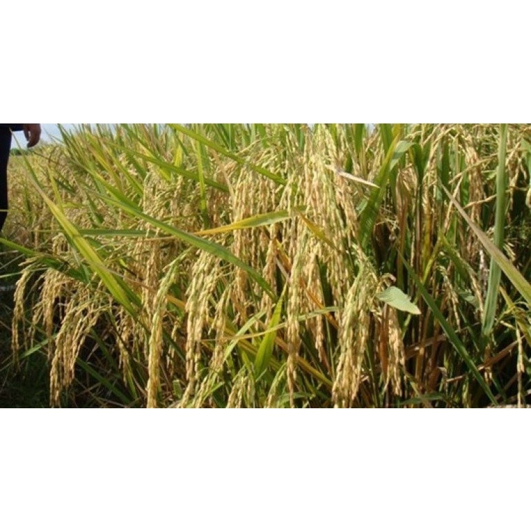 Benih Padi IR64 Unggul Repack 5Kg