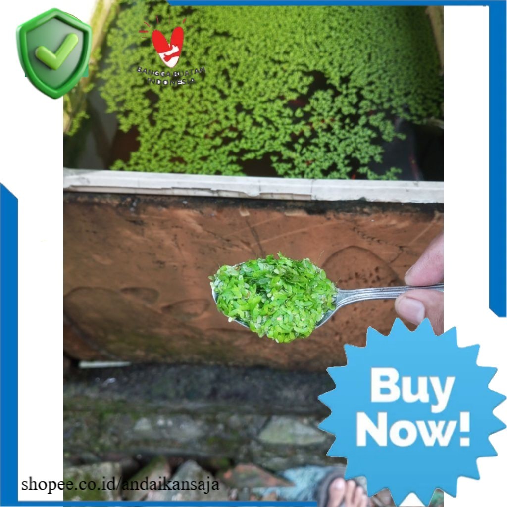 Tanaman Air Mata Lele | Per 1 Sendok | Lemna / Duckweed | Pakan Alternatif | AnSajPPP