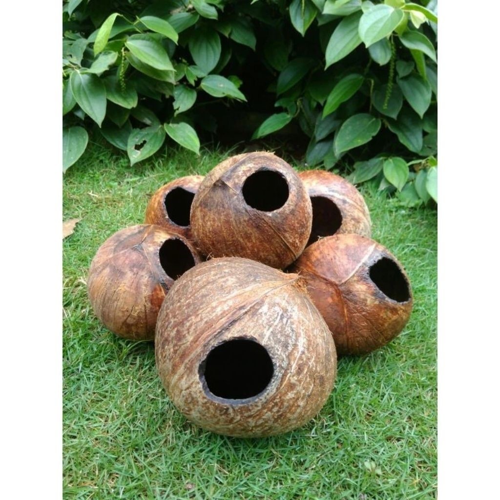batok kelapa bolong bahan kerajinan, batok kelapa bekas tupai
