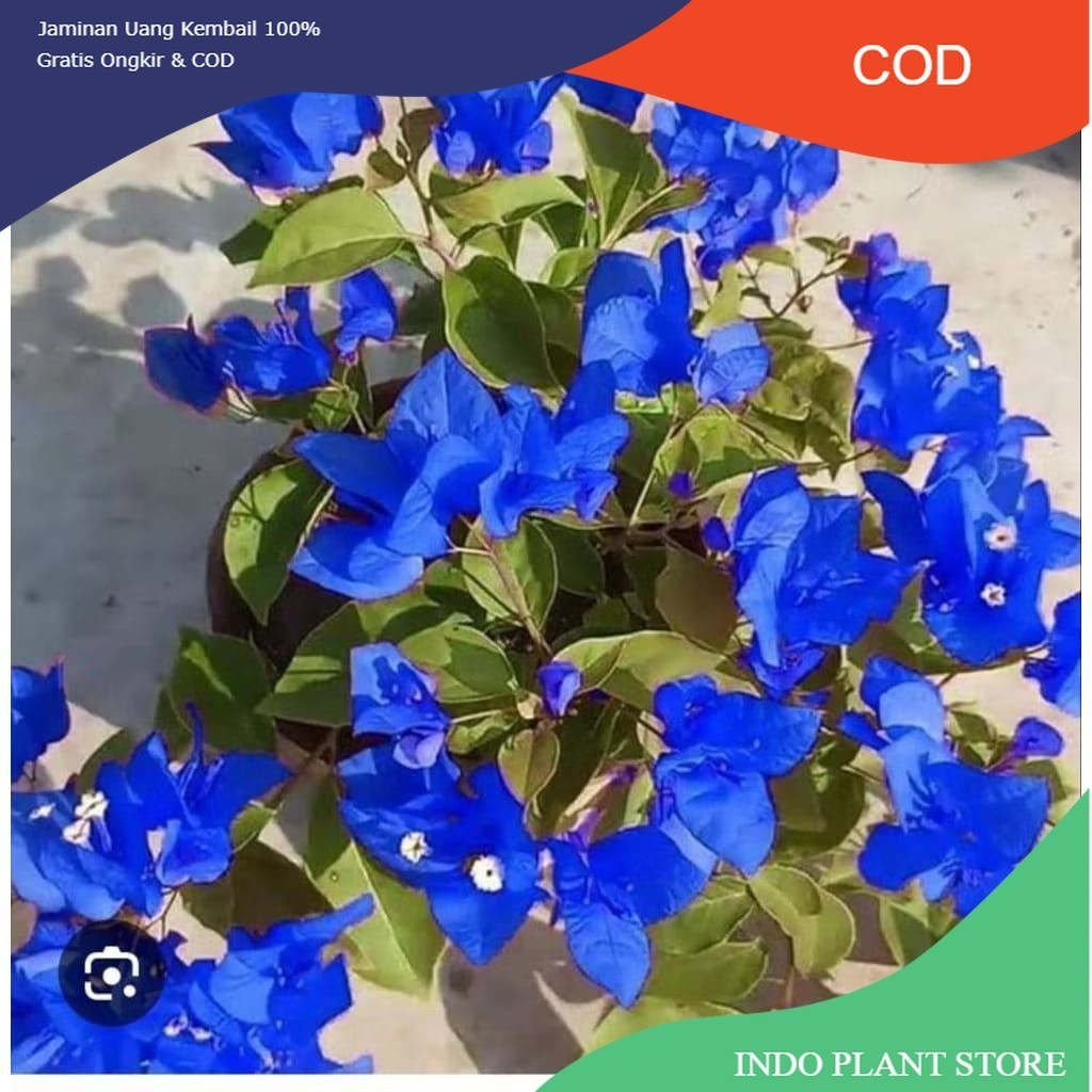 PROMO BOUGENVILLE BUNGA KERTAS WARNA BIRU - BUGENVIL SIAP TANAM