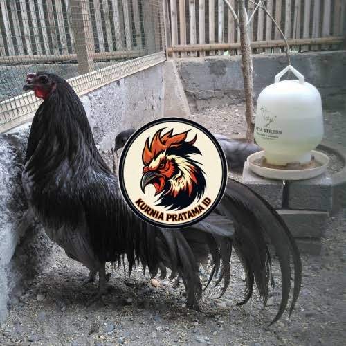 Telur ayam black sumatera / telur ayam hias / telur fertil siap tetas KURNIA PRATAMA ID